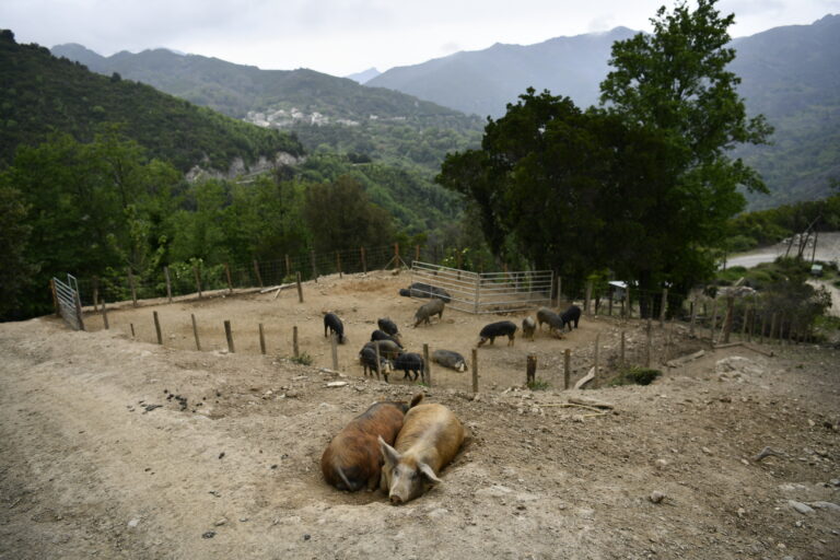 Lonzu Charcuterie Corse AOP Depuis 2012 Tiramiland